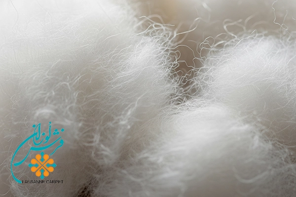 Cotton fibers